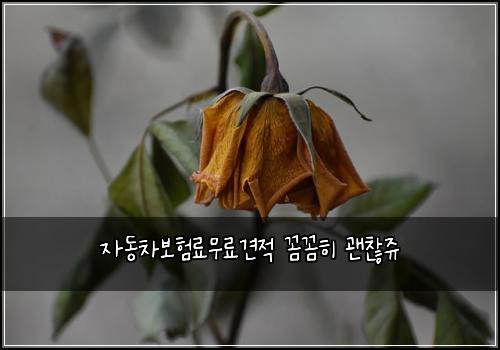 ์๋์ฐจ๋ณดํ๋ฃ๋ฌด๋ฃ๊ฒฌ์ ๊ผผ๊ผผํ ๊ด์ฐฎ์ฅฌ