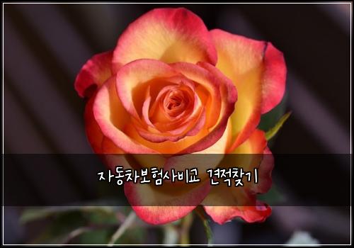 ์๋์ฐจ๋ณดํ์ฌ๋น๊ต ๊ฒฌ์ ์ฐพ๊ธฐ