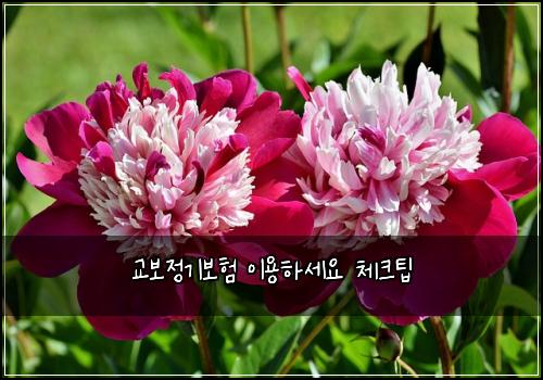 교보정기보험 이용하세요  체크팁