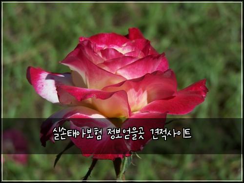 ์ค์ํ์๋ณดํ ์ ๋ณด์ป์๊ณณ ๊ฒฌ์ ์ฌ์ดํธ
