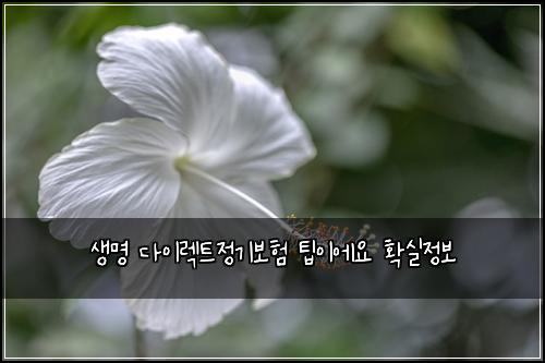 생명 다이렉트정기보험 팁이에요  확실정보