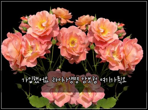 가입했어요 라이나생명 암보험 여기가쵝오 