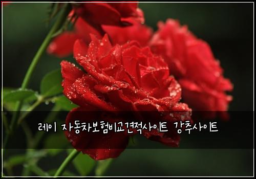 λ μ΄ μλ차보νλΉκ΅κ²¬μ μ¬μ΄νΈ κ°μΆμ¬μ΄νΈ