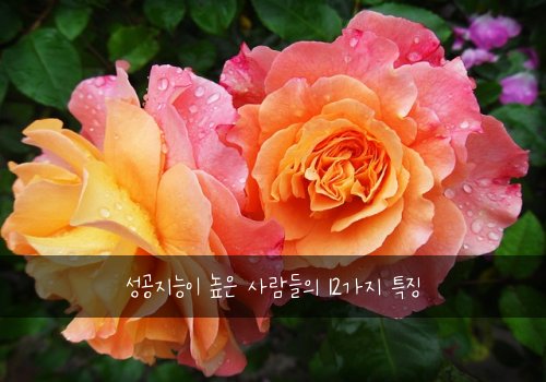 성공지능이 높은 사람들의 12가지 특징