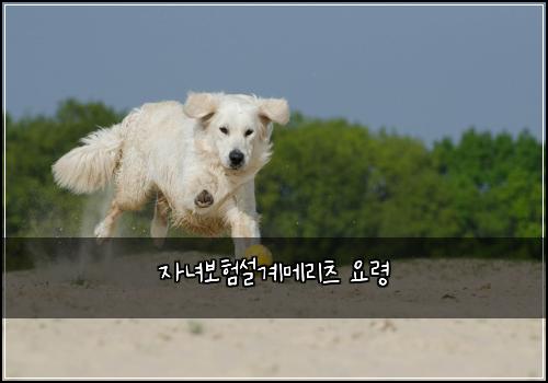 자녀보험설계메리츠 요령
