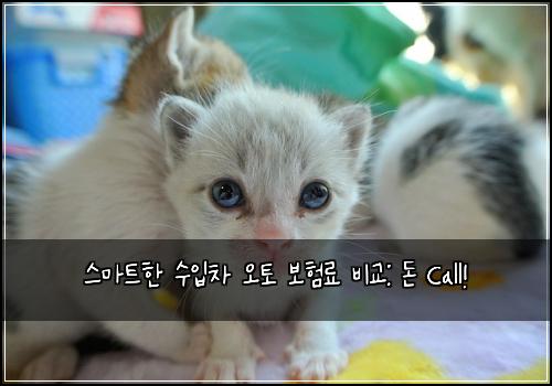  스마트한 수입차 오토 보험료 비교: 돈 Call!