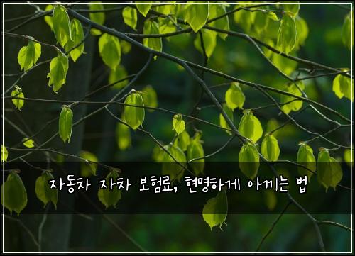 자동차 자차 보험료, 현명하게 아끼는 법