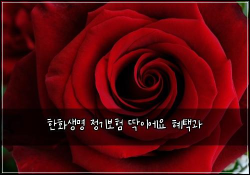 한화생명 정기보험 딱이에요  혜택과