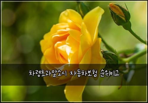 ์ฐจ๋ น์ด๊ณผ๋ง์์ ์๋์ฐจ๋ณดํ ์์๋น๊ต