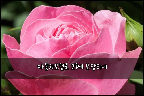 ์๋์ฐจ๋ณดํ๋ฃ 27์ธ ๋ณด์ฅ๋๋ค