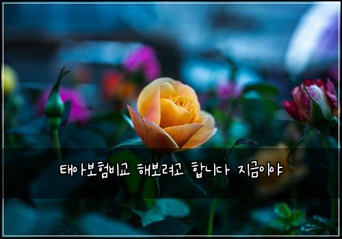 태아보험비교 해보려고 합니다 지금이야