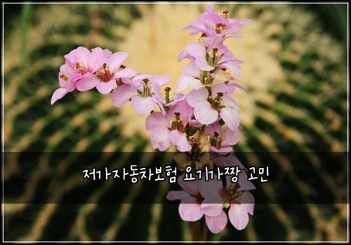 ์ ๊ฐ์๋์ฐจ๋ณดํ ์๊ธฐ๊ฐ์งฑ ๊ณ ๋ฏผ