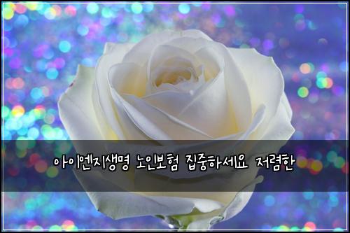 아이엔지생명 노인보험 집중하세요  저렴한