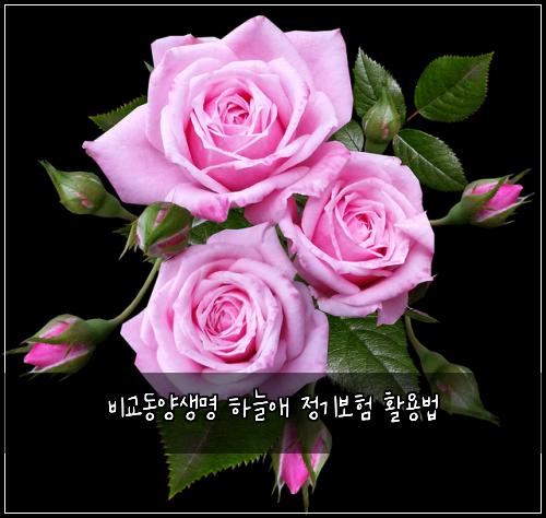 비교동양생명 하늘애 정기보험 활용법 