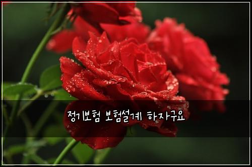 정기보험 보험설계 하자구요