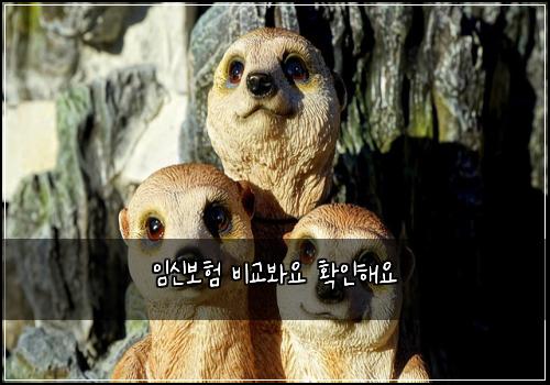 임신보험 비교봐요  확인해요