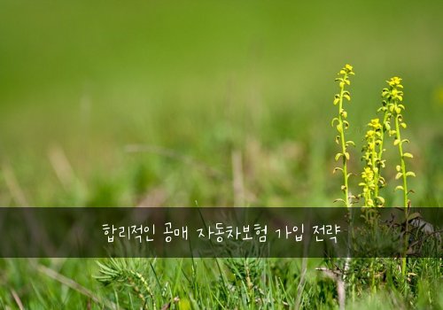  합리적인 공매 자동차보험 가입 전략