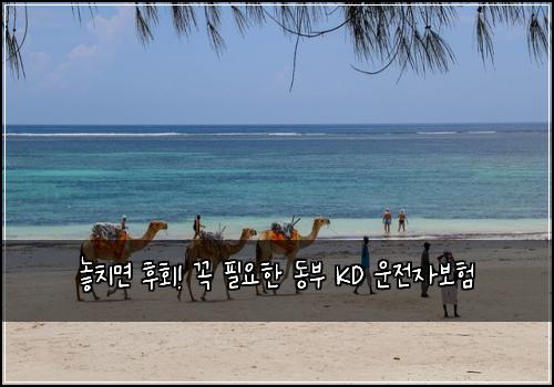  놓치면 후회! 꼭 필요한 동부 KD 운전자보험