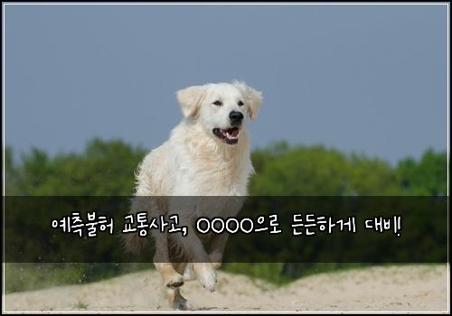  예측불허 교통사고, OOOO으로 든든하게 대비!