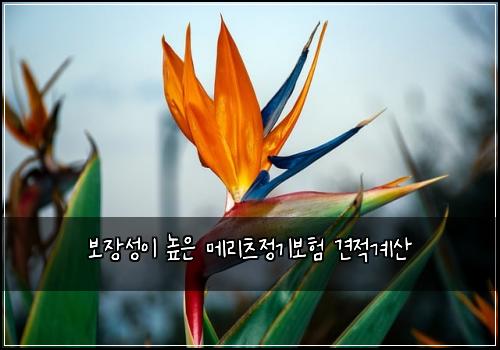 보장성이 높은 메리츠정기보험 견적계산 