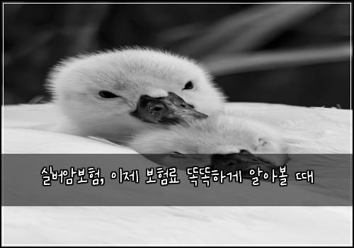 실버암보험, 이제 보험료 똑똑하게 알아볼 때