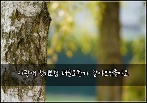 사랑애 정기보험 왜필요한가  알아보면좋아요