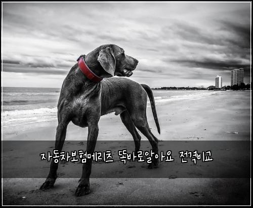 ์๋์ฐจ๋ณดํ๋ฉ๋ฆฌ์ธ ๋๋ฐ๋ก์์์ ์ ๊ฒฉ๋น๊ต