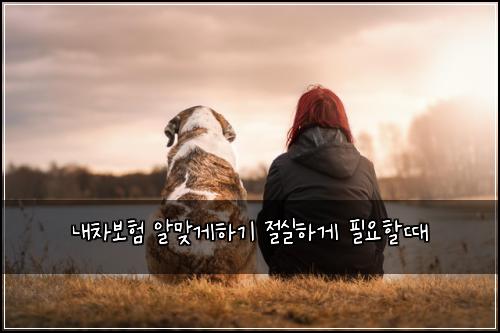 내차보험 알맞게하기  절실하게 필요할때