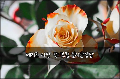 ๋ฉ๋ฆฌ์ธ ์ฌ๋ง ์ ๊ธฐ๋ณดํ ์ค์๊ฐ์๋ด
