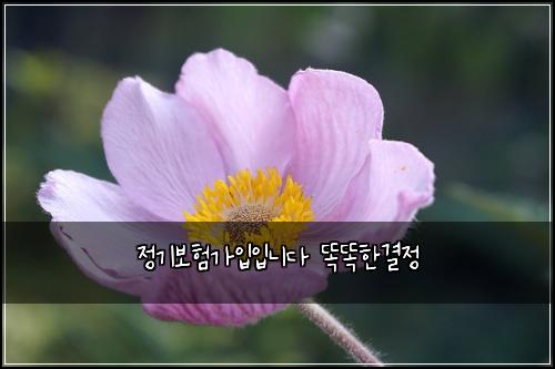 ์ ๊ธฐ๋ณดํ๊ฐ์
์
๋๋ค ๋๋ํ๊ฒฐ์ 