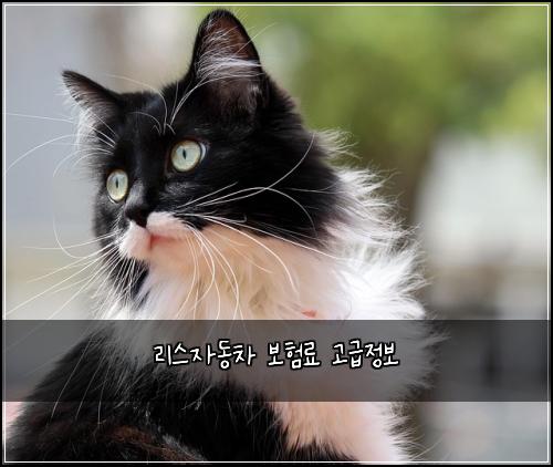 ๋ฆฌ์ค์๋์ฐจ ๋ณดํ๋ฃ ๊ณ ๊ธ์ ๋ณด