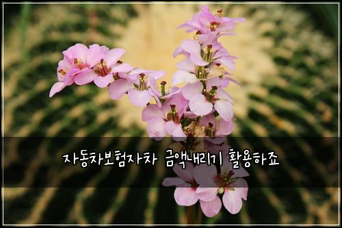 자동차보험자차 금액내리기 활용하죠