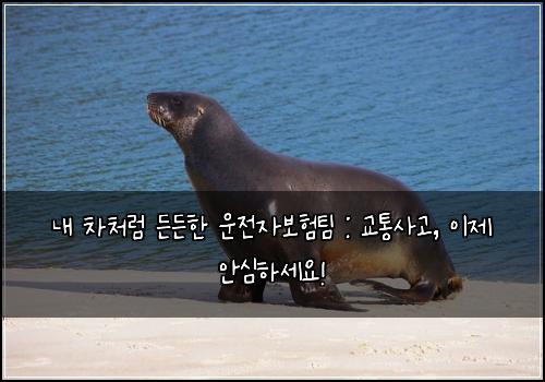 내 차처럼 든든한 운전자보험팀 : 교통사고, 이제 안심하세요!