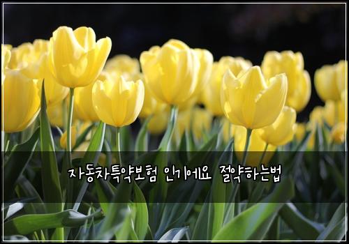 ์๋์ฐจํน์ฝ๋ณดํ ์ธ๊ธฐ์์ ์ ์ฝํ๋๋ฒ