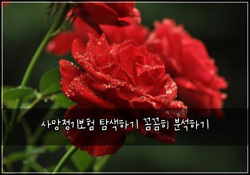 ์ฌ๋ง์ ๊ธฐ๋ณดํ ํ์ํ๊ธฐ ๊ผผ๊ผผํ ๋ถ์ํ๊ธฐ