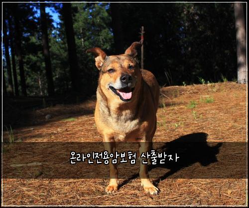 온라인전용암보험 산출받자 
