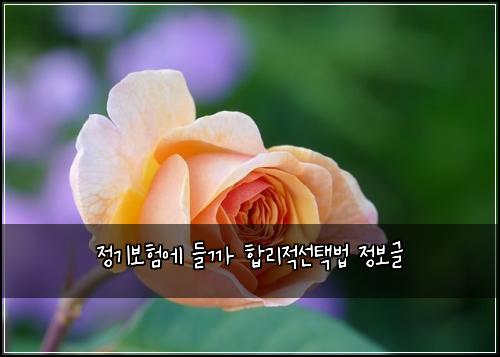 정기보험에 들까 합리적선택법 정보글