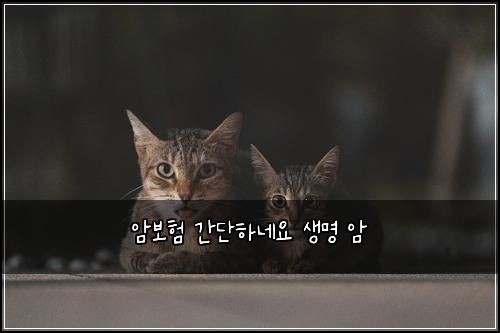 ์๋ณดํ ๊ฐ๋จํ๋ค์ ์๋ช
์