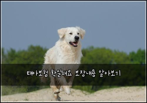 νμ보ν νμ€ν΄μ 보μ₯λ΄μ© μμ보기