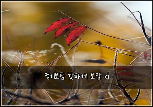 정기보험 핫하게  보장 ci
