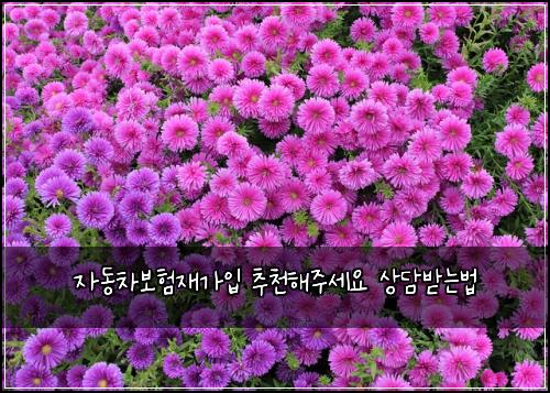 자동차보험재가입 추천해주세요 상담받는법