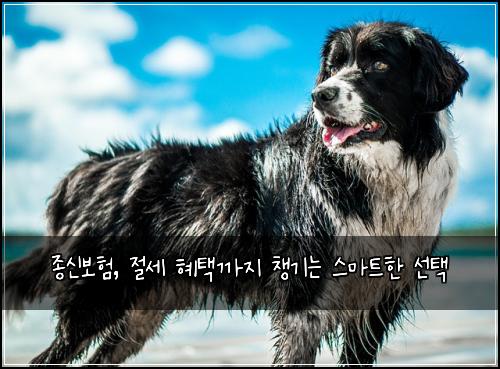 종신보험, 절세 혜택까지 챙기는 스마트한 선택