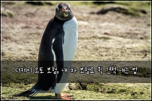 더케이 오토 보험, 내 차 보험료 퀵 견적 내는 법