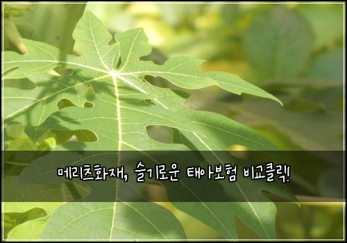 메리츠화재, 슬기로운 태아보험 비교클릭!