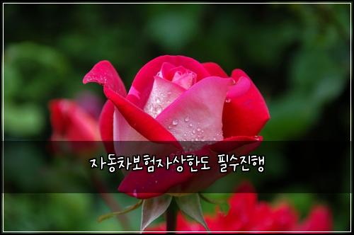 자동차보험자상한도 필수진행
