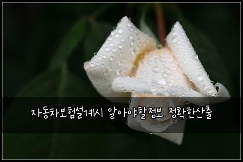 ์๋์ฐจ๋ณดํ์ค๊ณ์ ์์์ผํ ์ ๋ณด ์ ํํ์ฐ์ถ