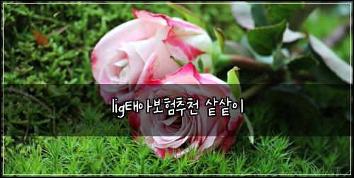 lig태아보험추천 샅샅이