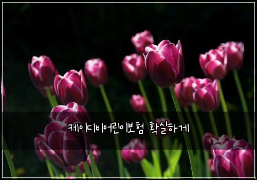 케이디비어린이보험 확실하게 