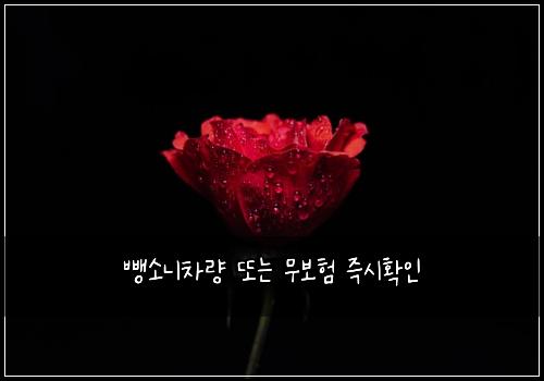 뺑소니차량 또는 무보험 즉시확인 