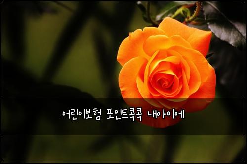 ์ด๋ฆฐ์ด๋ณดํ ํฌ์ธํธ์ฝ์ฝ ๋ด์์ด์